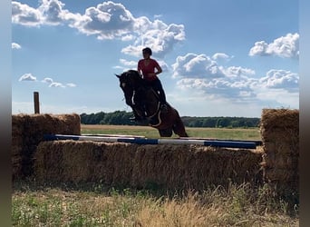 Deutsches Reitpony, Wallach, 13 Jahre, 148 cm, Brauner