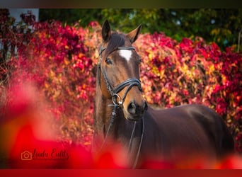 Deutsches Reitpony, Wallach, 13 Jahre, 148 cm, Brauner
