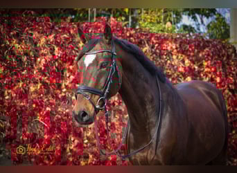 Deutsches Reitpony, Wallach, 13 Jahre, 148 cm, Brauner