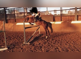 Deutsches Reitpony, Wallach, 13 Jahre, 148 cm, Brauner