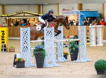 Deutsches Reitpony, Wallach, 13 Jahre, 148 cm, Brauner