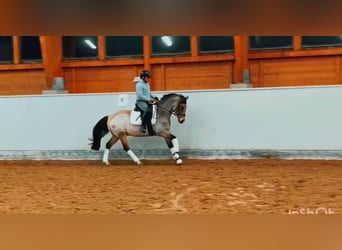 Deutsches Reitpony, Wallach, 13 Jahre, 148 cm, Buckskin