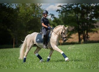 Deutsches Reitpony, Wallach, 13 Jahre, 148 cm
