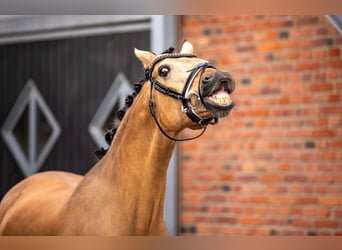 Deutsches Reitpony, Wallach, 13 Jahre, 148 cm, Falbe