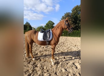 Deutsches Reitpony, Wallach, 13 Jahre, 148 cm, Fuchs