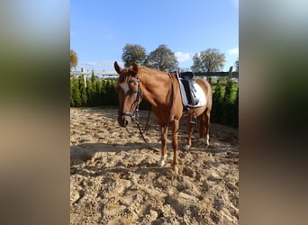 Deutsches Reitpony, Wallach, 13 Jahre, 148 cm, Fuchs