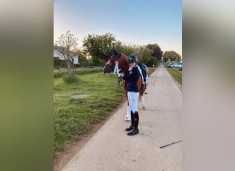 Deutsches Reitpony, Wallach, 13 Jahre, 148 cm, Fuchs