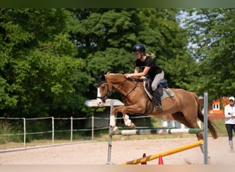 Deutsches Reitpony, Wallach, 13 Jahre, 148 cm, Fuchs