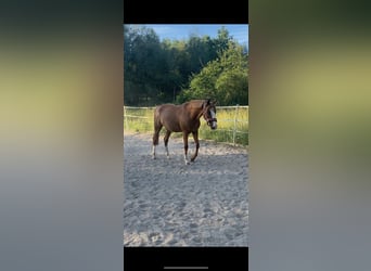 Deutsches Reitpony, Wallach, 13 Jahre, 148 cm, Fuchs