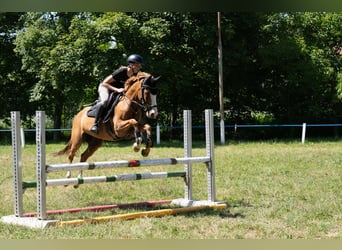 Deutsches Reitpony, Wallach, 13 Jahre, 148 cm, Fuchs