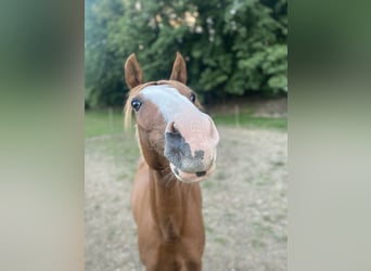 Deutsches Reitpony, Wallach, 13 Jahre, 148 cm, Fuchs