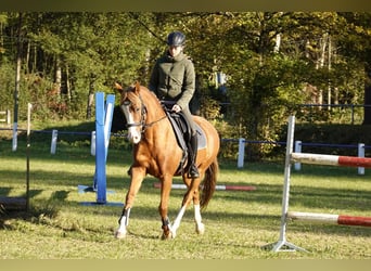 Deutsches Reitpony, Wallach, 13 Jahre, 148 cm, Fuchs