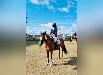 Deutsches Reitpony, Wallach, 13 Jahre, 148 cm, Fuchs