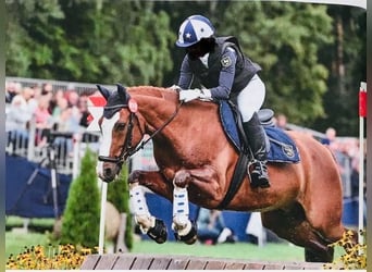 Deutsches Reitpony, Wallach, 13 Jahre, 148 cm, Fuchs