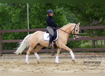 Deutsches Reitpony, Wallach, 13 Jahre, 148 cm, Palomino