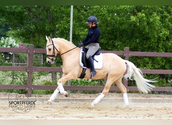 Deutsches Reitpony, Wallach, 13 Jahre, 148 cm, Palomino