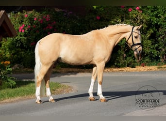 Deutsches Reitpony, Wallach, 13 Jahre, 148 cm, Palomino