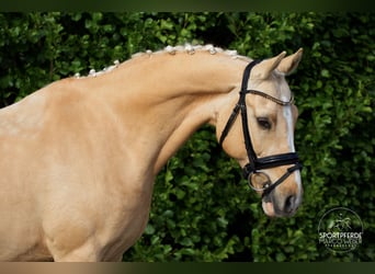 Deutsches Reitpony, Wallach, 13 Jahre, 148 cm, Palomino