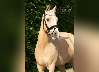 Deutsches Reitpony, Wallach, 13 Jahre, 148 cm, Palomino