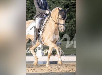 Deutsches Reitpony, Wallach, 13 Jahre, 148 cm, Palomino