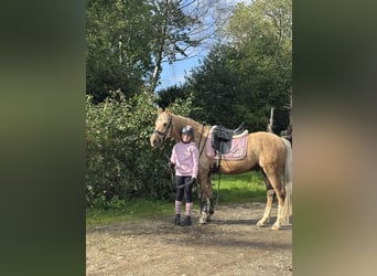 Deutsches Reitpony, Wallach, 13 Jahre, 148 cm, Palomino