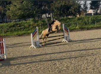 Deutsches Reitpony, Wallach, 13 Jahre, 148 cm, Palomino