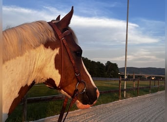 Deutsches Reitpony Mix, Wallach, 13 Jahre, 148 cm, Schecke