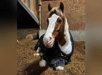 Deutsches Reitpony Mix, Wallach, 13 Jahre, 148 cm, Schecke