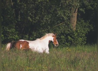 Deutsches Reitpony Mix, Wallach, 13 Jahre, 148 cm, Schecke