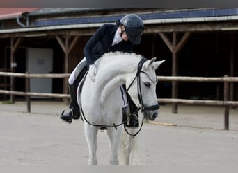 Deutsches Reitpony, Wallach, 13 Jahre, 148 cm, Schimmel