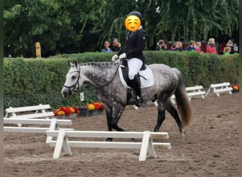 Deutsches Reitpony Mix, Wallach, 13 Jahre, 148 cm, Schimmel