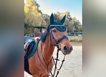 Deutsches Reitpony, Wallach, 13 Jahre, 149 cm, Brauner