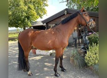 Deutsches Reitpony, Wallach, 13 Jahre, 149 cm, Brauner