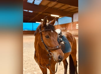 Deutsches Reitpony, Wallach, 13 Jahre, 149 cm, Brauner