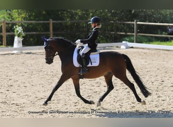 Deutsches Reitpony, Wallach, 13 Jahre, 149 cm, Dunkelbrauner
