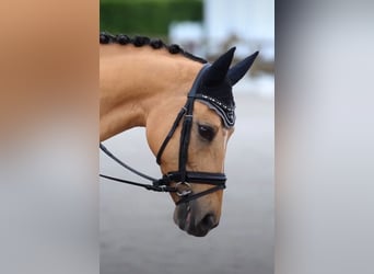 Deutsches Reitpony, Wallach, 13 Jahre, 149 cm, Falbe