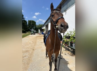 Deutsches Reitpony, Wallach, 13 Jahre, 150 cm, Brauner