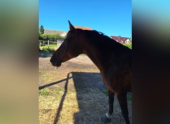 Deutsches Reitpony, Wallach, 13 Jahre, 150 cm, Dunkelbrauner