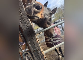 Deutsches Reitpony, Wallach, 13 Jahre, 150 cm, Dunkelbrauner