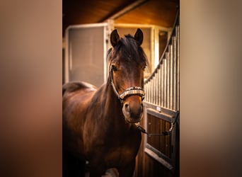 Deutsches Reitpony, Wallach, 13 Jahre, 151 cm, Brauner