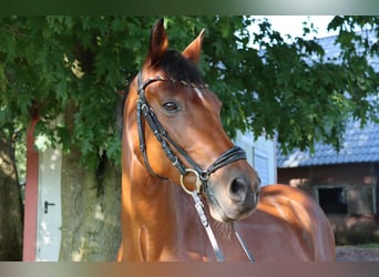 Deutsches Reitpony, Wallach, 13 Jahre, 153 cm, Brauner