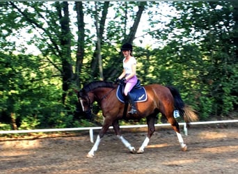 Deutsches Reitpony, Wallach, 13 Jahre, 154 cm, Dunkelfuchs
