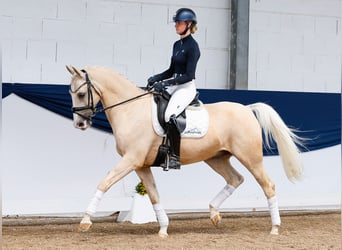 Deutsches Reitpony, Wallach, 13 Jahre, 154 cm, Palomino
