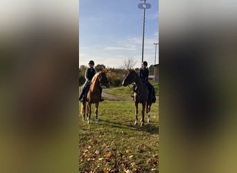 Deutsches Reitpony, Wallach, 13 Jahre, 155 cm, Fuchs