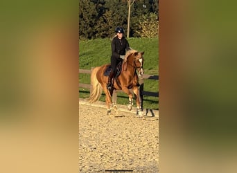 Deutsches Reitpony, Wallach, 13 Jahre, 155 cm, Fuchs