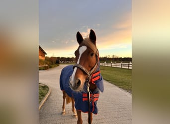 Deutsches Reitpony, Wallach, 13 Jahre, 155 cm, Fuchs