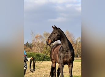 Deutsches Reitpony, Wallach, 13 Jahre, 155 cm, Fuchs