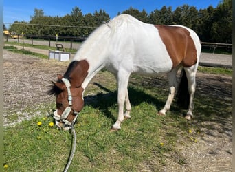 Deutsches Reitpony, Wallach, 13 Jahre, 155 cm, Schecke
