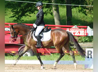 Deutsches Reitpony, Wallach, 13 Jahre, 159 cm, Brauner