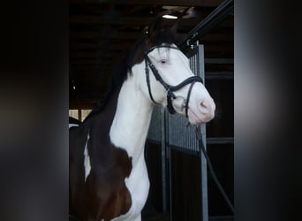 Deutsches Reitpony, Wallach, 13 Jahre, 159 cm, Schecke